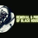 Removal And Prevention of Black House Spiders