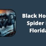 Black House Spiders in Florida