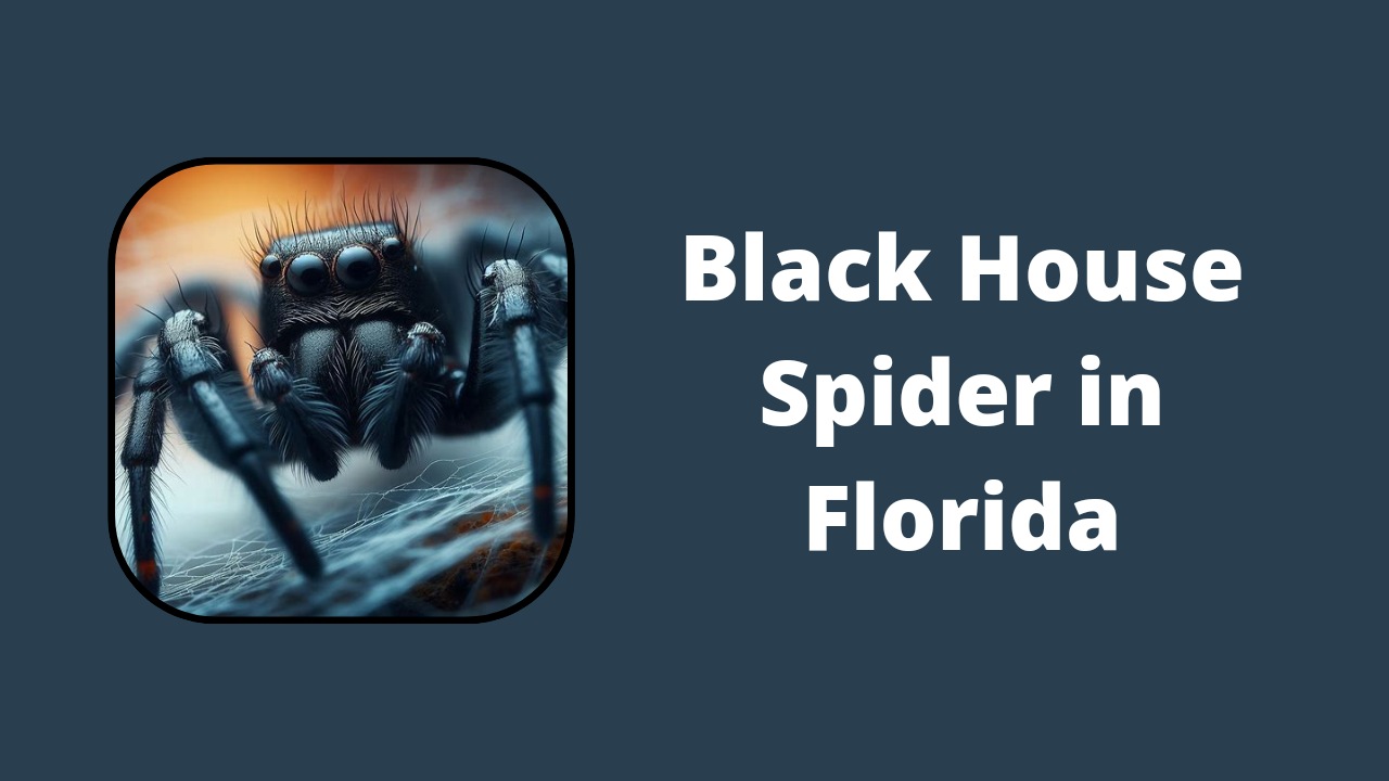 Black House Spiders in Florida