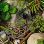 Where does black house spider live