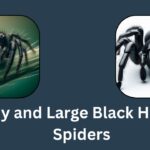 Tiny and Large Black House Spiders