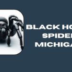 Black House Spider Michigan