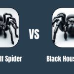 Black Wolf Spider VS the Black House Spider