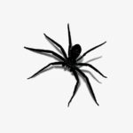 Black House Spider Pennsylvania