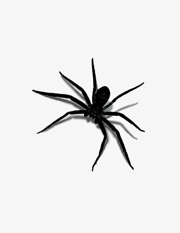 Black House Spider Pennsylvania